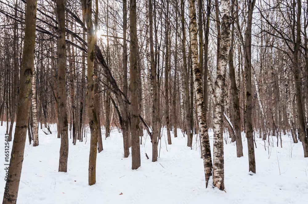 Fototapeta premium Birch grove in winter. Evening. Landscape