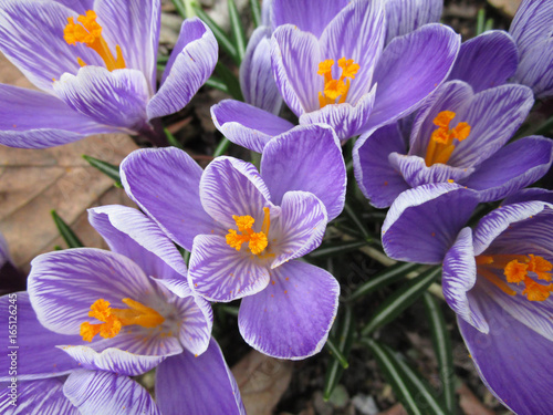 Purple flowers Full frame
