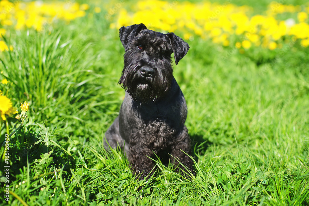 Black Miniature Schnauzer dog sitting on a green grass in spring