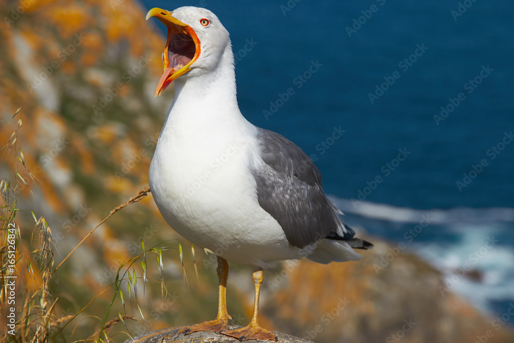 Obraz premium Screaming seagull