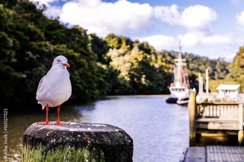 Seagull sitting on a post. Background is jetty, boats and river