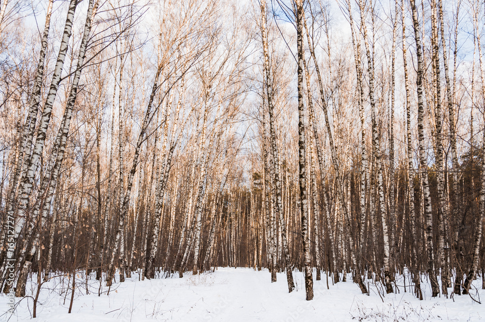 Fototapeta premium Birch grove in winter. Evening. Landscape