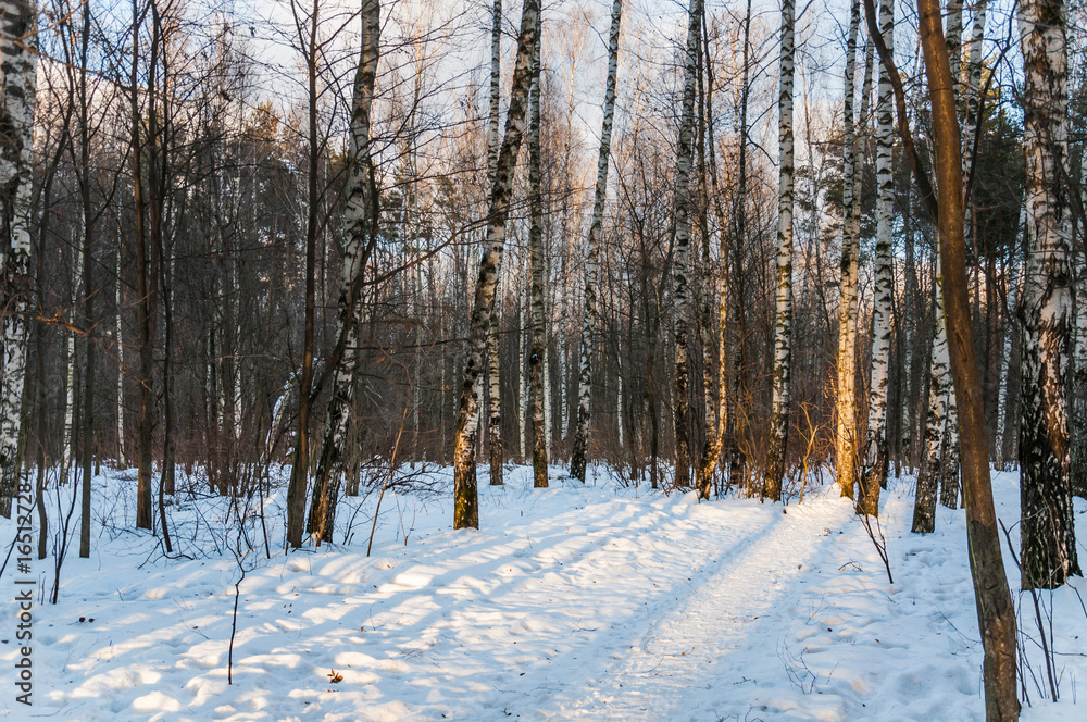 Winter forest at sunset. Trails. Shadow. Landscape Winter forest at sunset. Trails. Shadow. Landscape