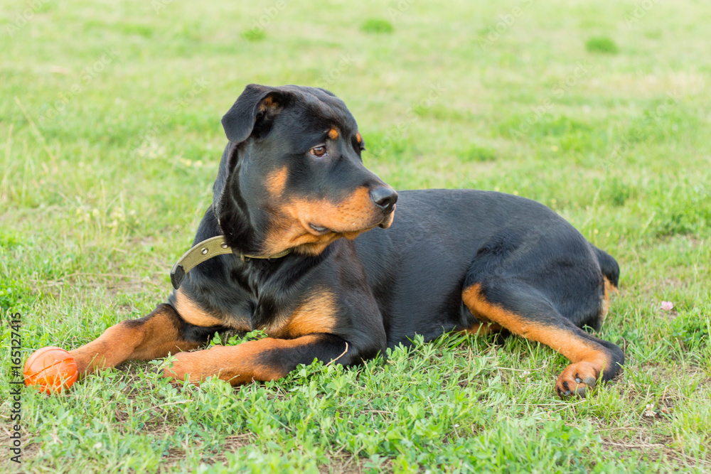 Black Rottweiler on green grass Black Rottweiler on green grass