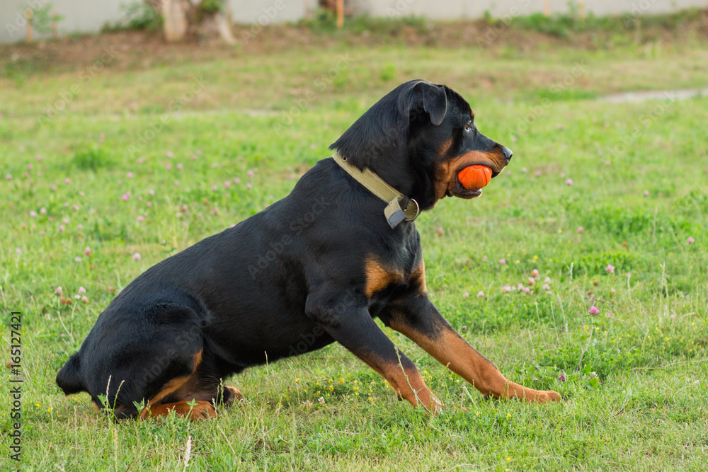 Black Rottweiler playing with orange ball