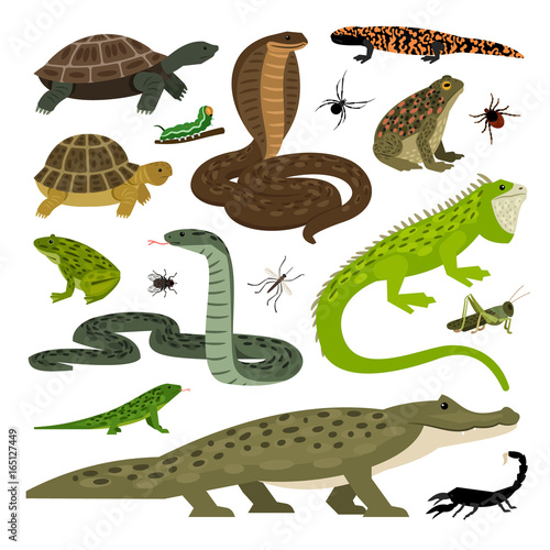 Collection of Animals and Insects