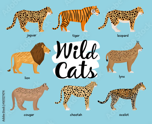 Collection of wild cats