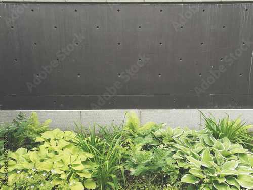 Concrete urban wall with green plants 