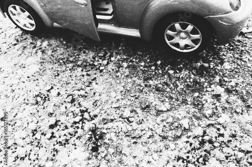 Ant and car close-up monochrome 