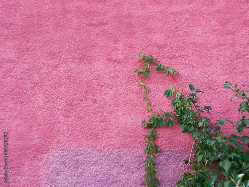Purple textured cement wall with green herb climbing 