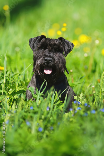 Black Miniature Schnauzer dog sitting in a green grass at sunny spring weather