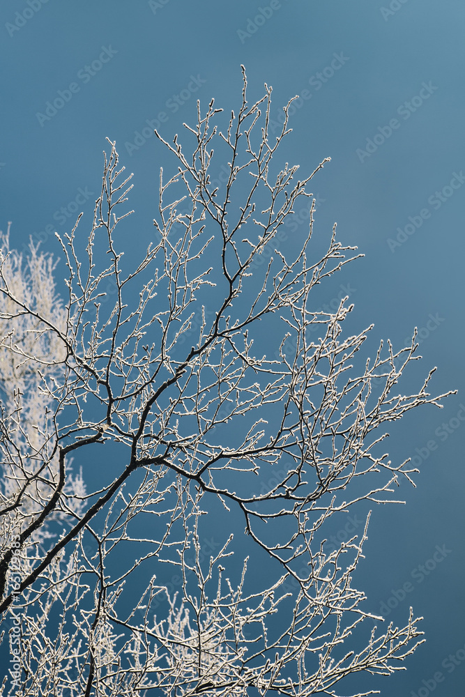 Snowy Tree Branches Against Sky Snowy Tree Branches Against Sky