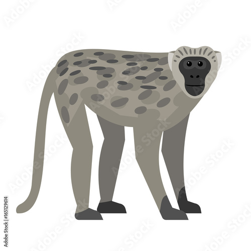 Vervet Monkey - Representative of primates