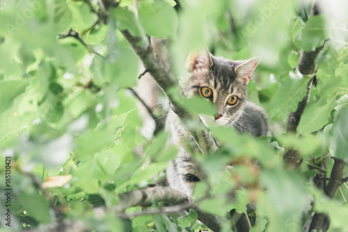 Grey Tiger Cat in a Tree photo