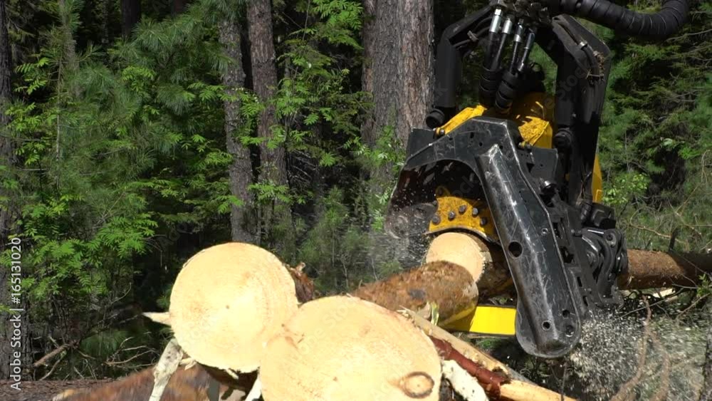 Mechanical arm cuts a freshly chopped tree trunk in a forest Mechanical arm cuts a freshly chopped tree trunk in a forest