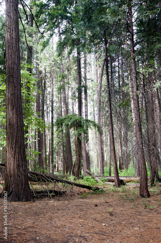 Fores in Yosemite Valley