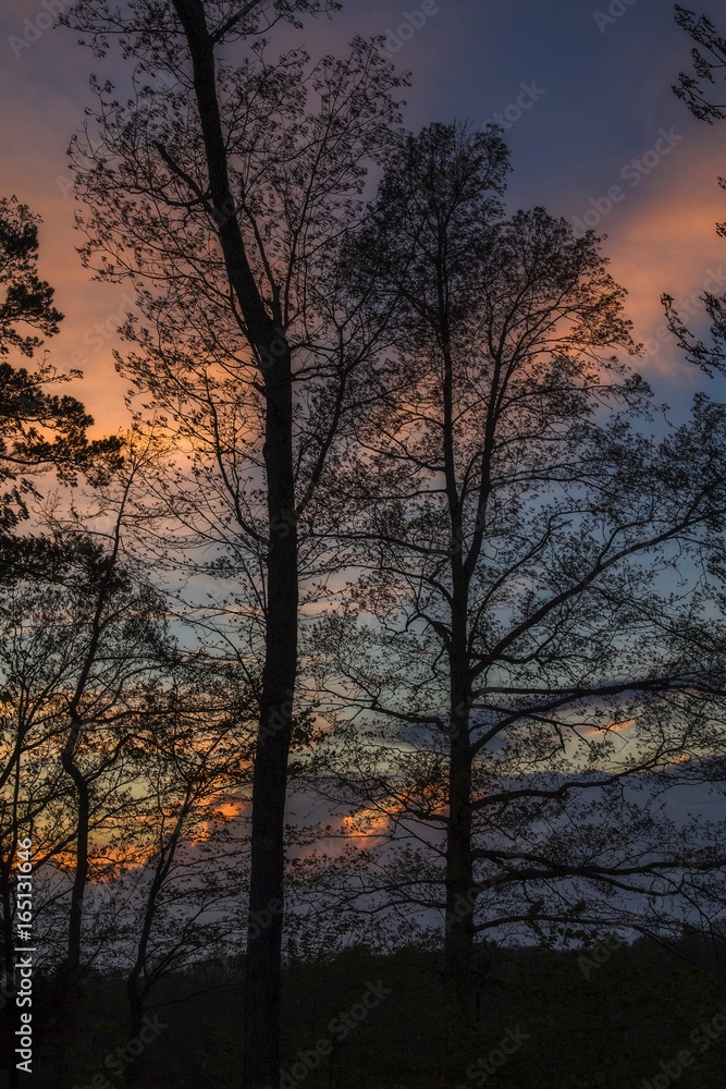 Trees Silhouetted