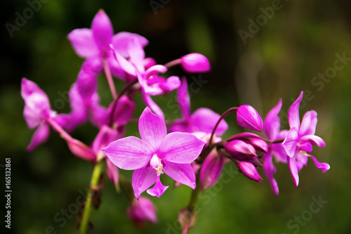 Purple orchids flowers plants background.Ground purple orchids background