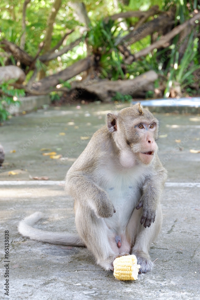 Fototapeta premium Open zoo monkey