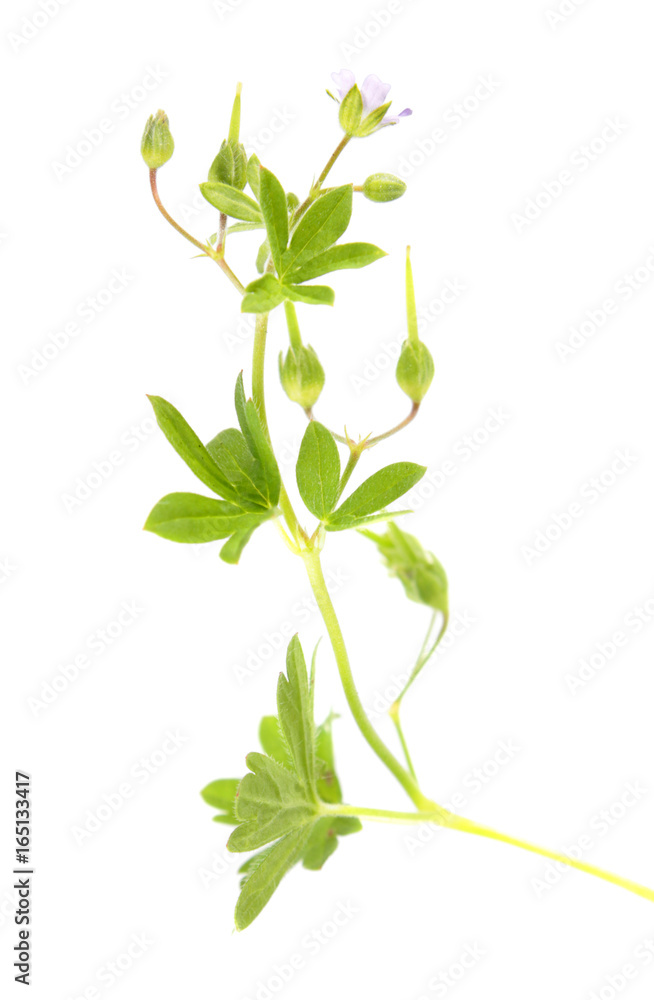 Small geranium (Geranium pusillum) isolated on white background. Medicinal plant Small geranium (Geranium pusillum) isolated on white background. Medicinal plant