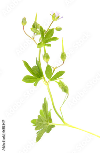 Small geranium (Geranium pusillum) isolated on white background. Medicinal plant