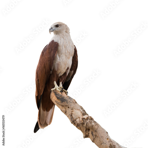 Brahminy kite, Red-backed sea-eagle stand on the branch isolated on white background