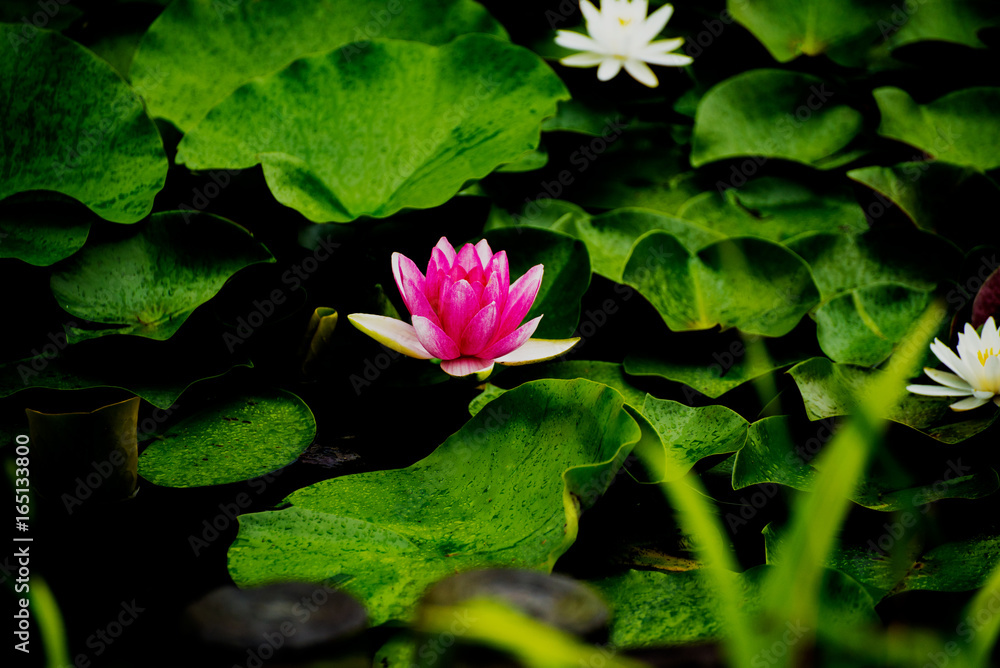 花蓮・睡蓮素材 花蓮・睡蓮素材