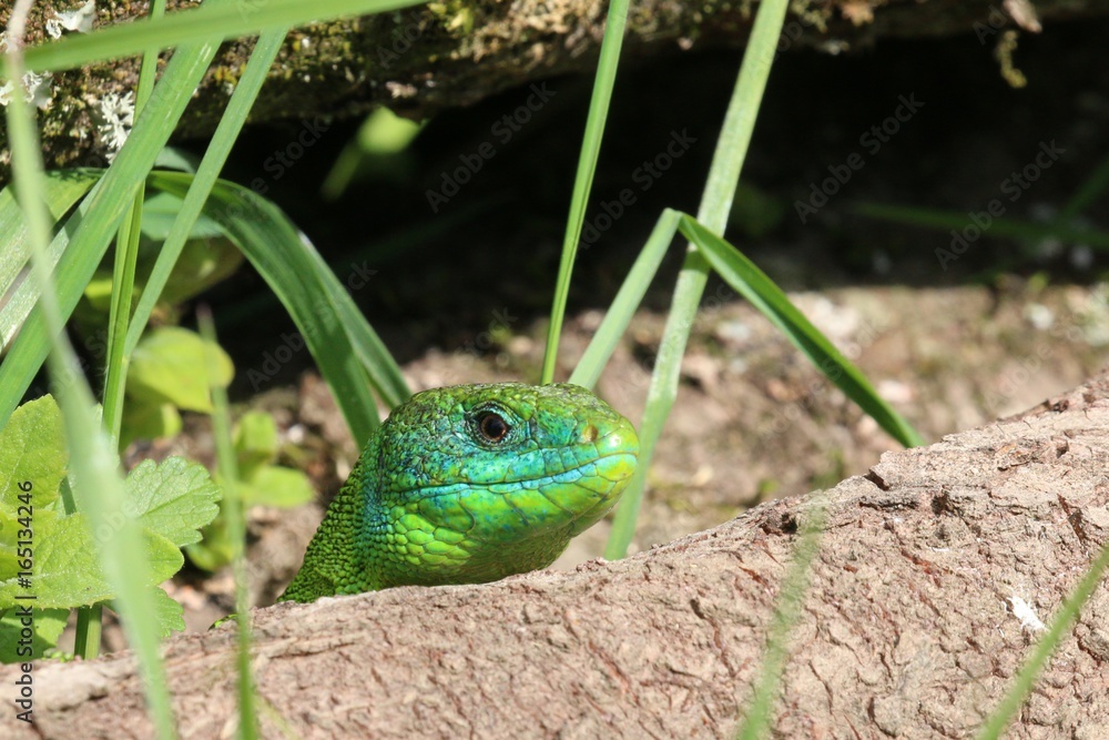 Fototapeta premium Coucou c'est moi !