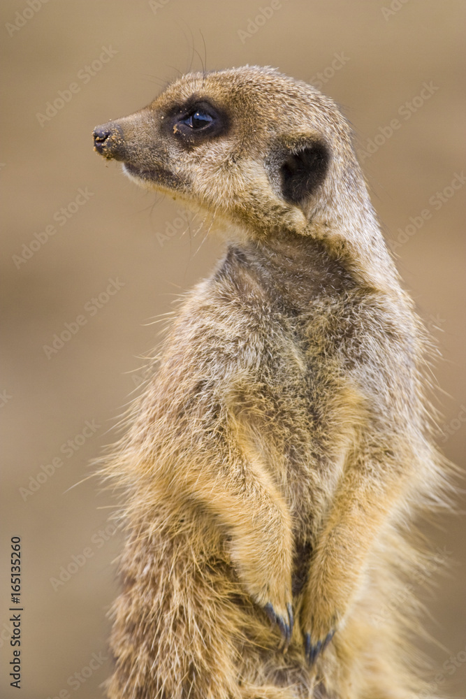 Meerkat Meerkat