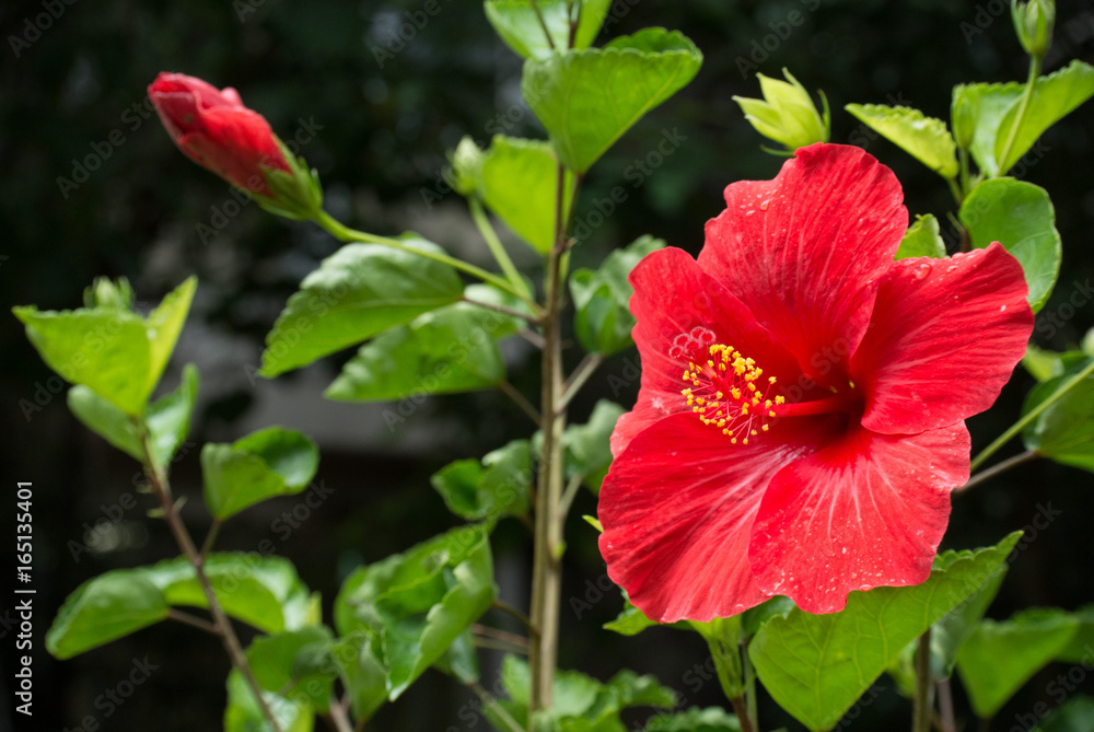 赤いハイビスカス