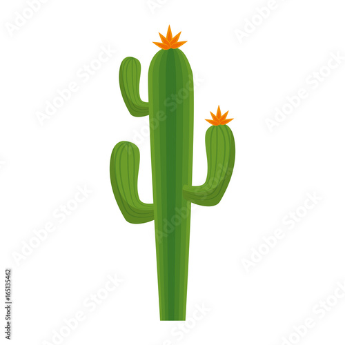 cactus icon over white background vector illustration
