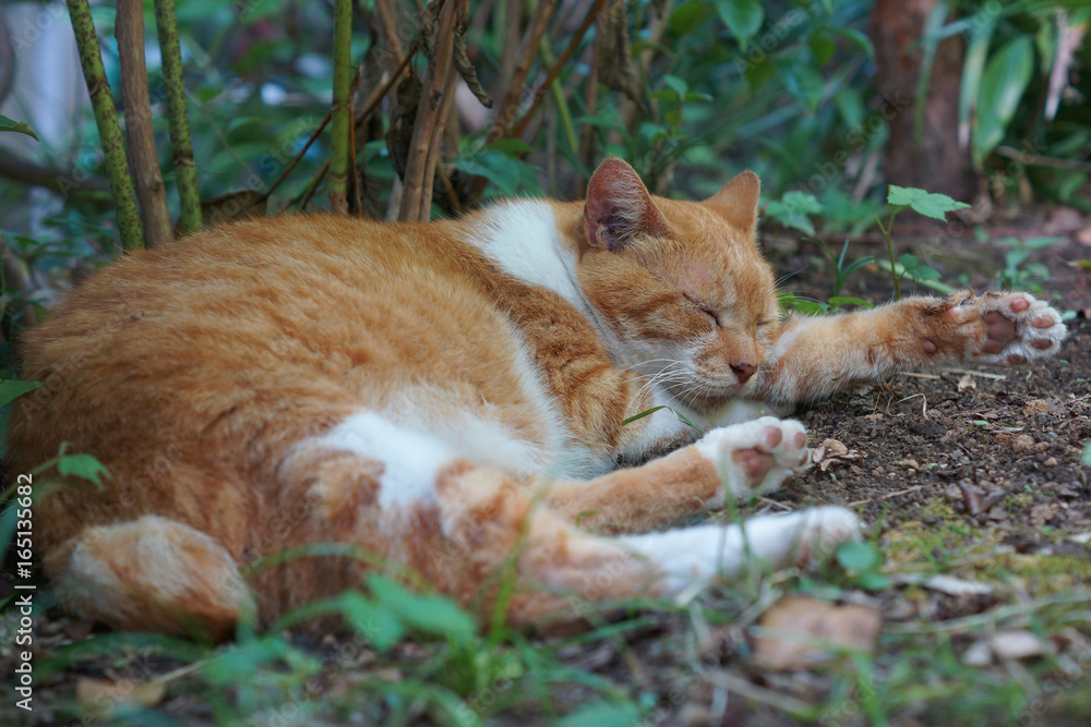 眠る茶猫 眠る茶猫