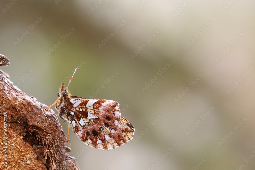 Obraz premium Papillon de profil