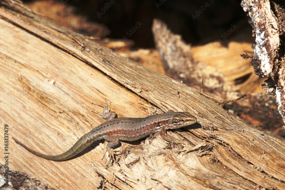 Naklejka premium Lézard des murailles