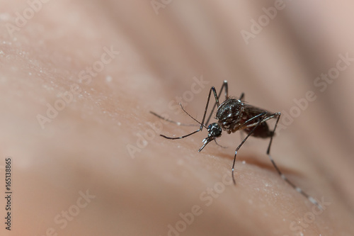 close-up mosquito (Aedes) sucking blood on the human skin