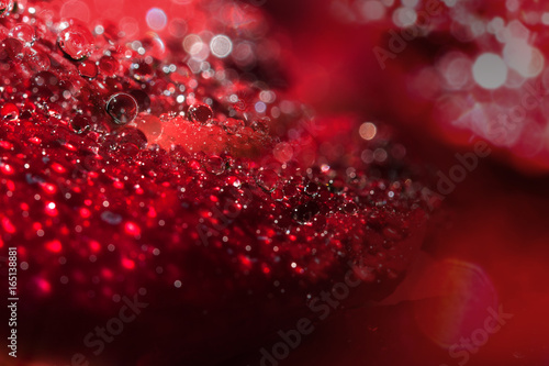 Close-up petals of red abobioside with water droplets and glittering background