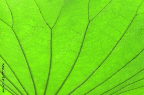 close up on green lotus leaf texture