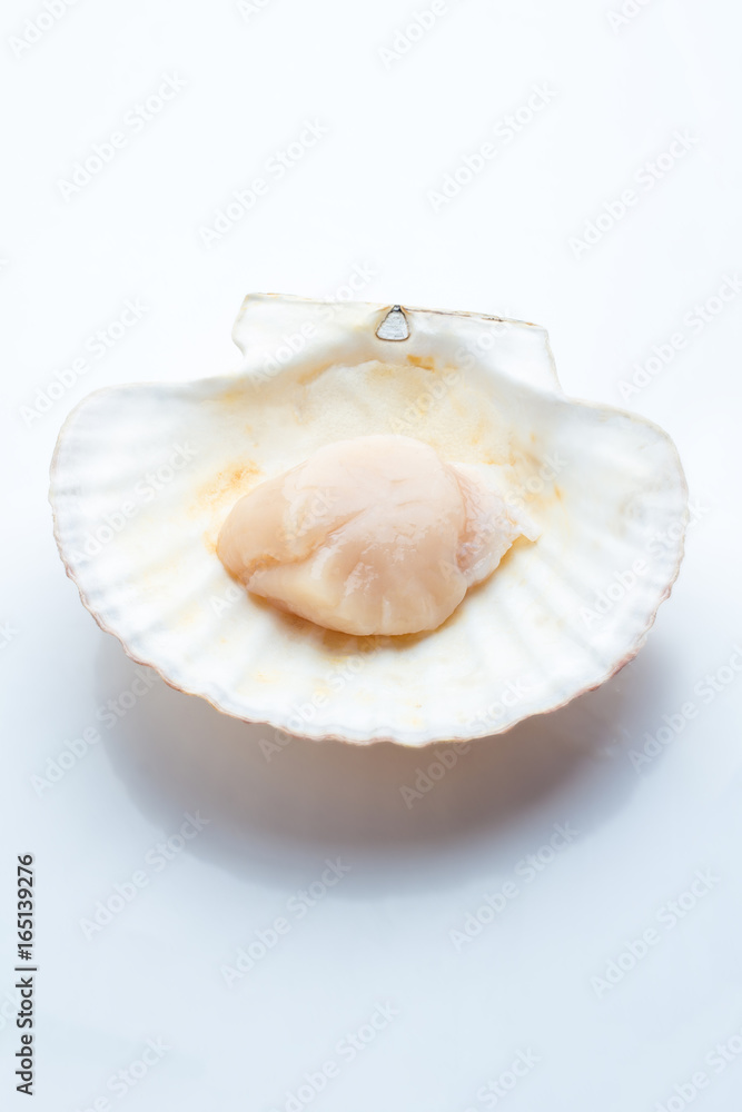 Scallop in seashell on white background.