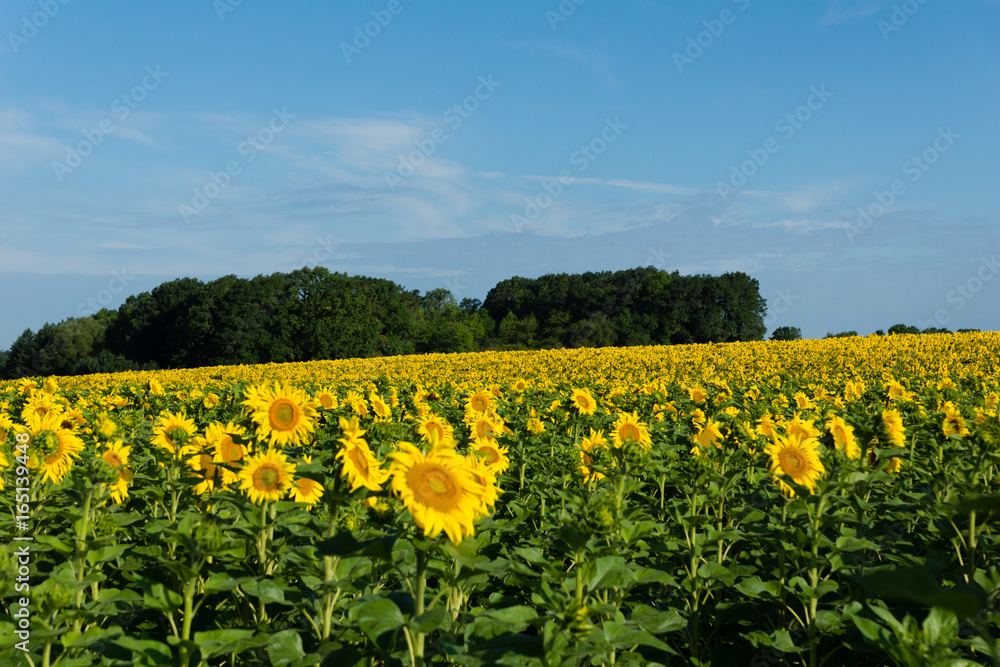 Fototapeta premium Sonnenblumenfeld