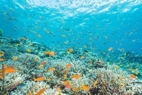 Obraz School of Anthias