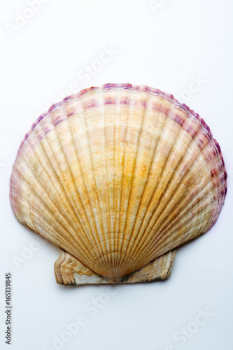 Shell scallop.