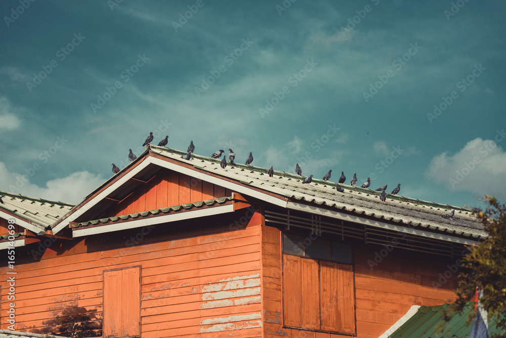 Many grey Pigeons Sitting on the Roof on a Sunny Day. vintage tone.