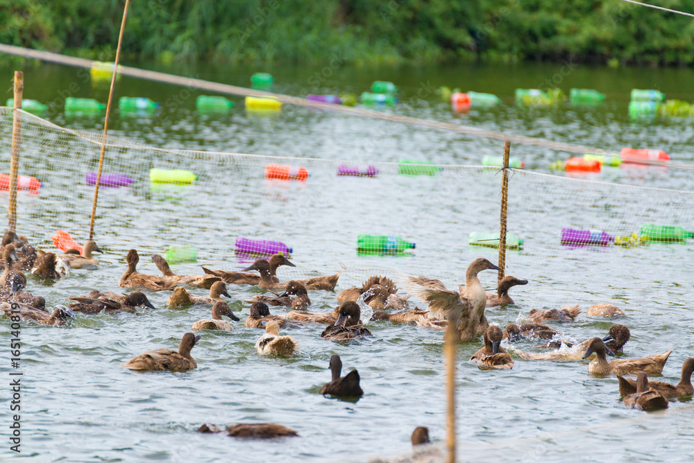Duck in farm, eat and swimming in marsh