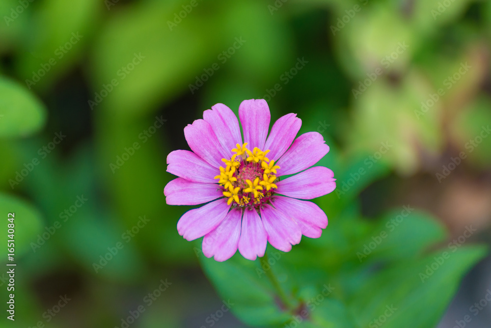 Zinnia elegans flower blooming in the garden for background. Zinnia elegans flower blooming in the garden for background.