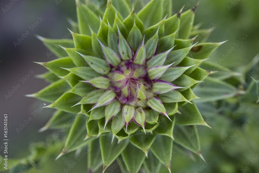 Siberian flower Siberian flower