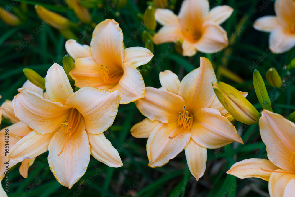 Flower Garden Flower Garden