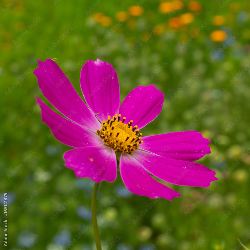 Cosmos Cosmos