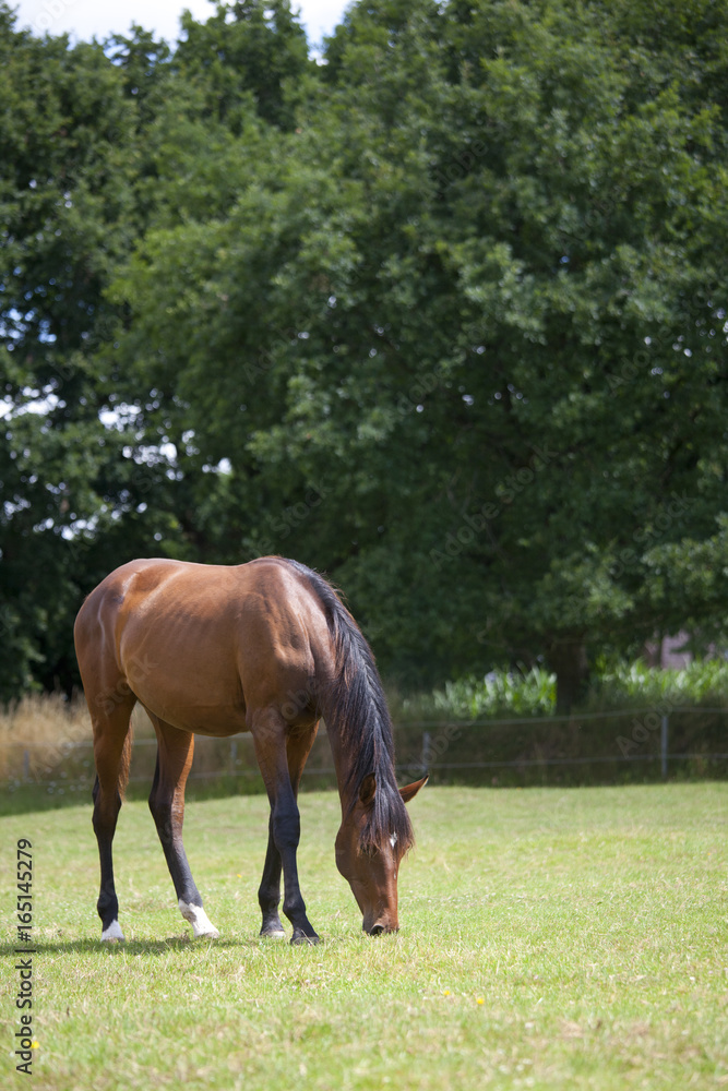 braunes Pferd frisst auf Weide