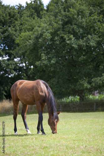 braunes Pferd frisst auf Weide © pfluegler photo