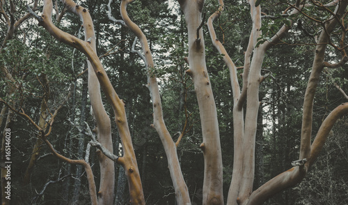 Spooky arbutus tree trunks